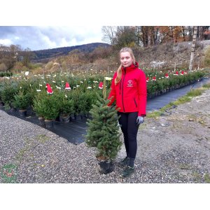 Smrek pichľavý (Picea pungens) – výška 100-130 cm, kont. C15L